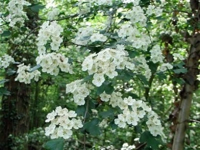 Glog