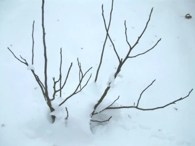 Trogodišnja smokva u snijegu
