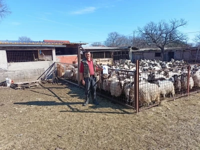 Goran Brkić mora ukloniti 300 ovaca