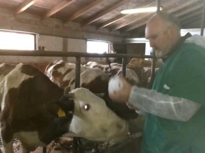Krave u štali