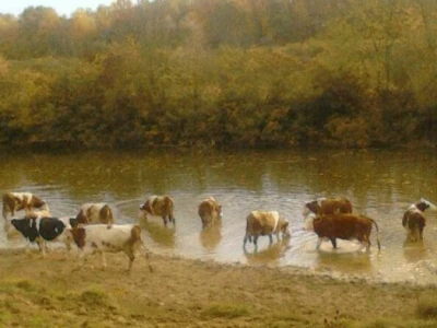 Gornji Varoš - krave na livadi