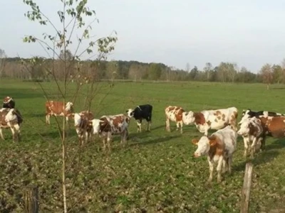 Gornji Varoš - krave na livadi