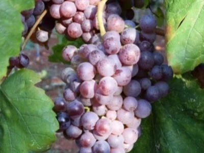 Gotovo nestale istarske sorte ponovno su u vinogradima i bocama