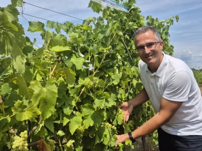 Gotovo nestale istarske sorte ponovno su u vinogradima i bocama
