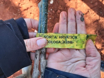 Gotovo nestale istarske sorte ponovno su u vinogradima i bocama