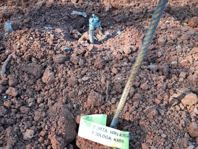 Gotovo nestale istarske sorte ponovno su u vinogradima i bocama
