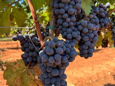 Gotovo nestale istarske sorte ponovno su u vinogradima i bocama