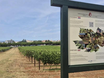 Gotovo nestale istarske sorte ponovno su u vinogradima i bocama
