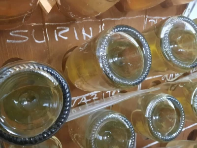 Gotovo nestale istarske sorte ponovno su u vinogradima i bocama