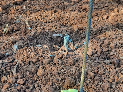 Gotovo nestale istarske sorte ponovno su u vinogradima i bocama