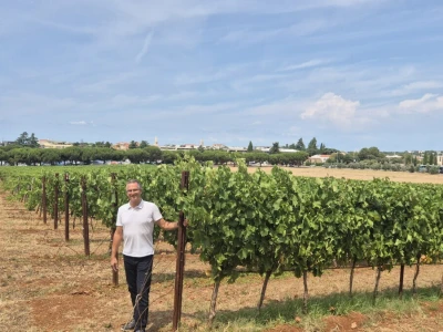 Gotovo nestale istarske sorte ponovno su u vinogradima i bocama