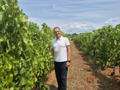Gotovo nestale istarske sorte ponovno su u vinogradima i bocama