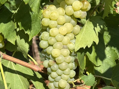Gotovo nestale istarske sorte ponovno su u vinogradima i bocama