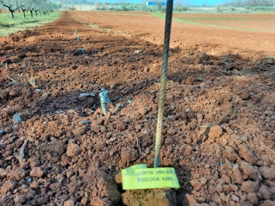 Gotovo nestale istarske sorte ponovno su u vinogradima i bocama