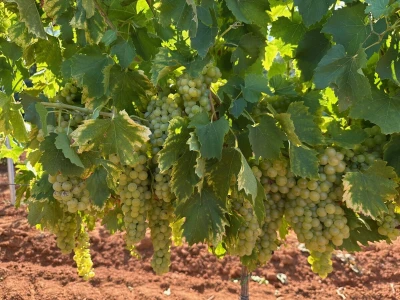 Gotovo nestale istarske sorte ponovno su u vinogradima i bocama