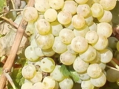 Gotovo nestale istarske sorte ponovno su u vinogradima i bocama