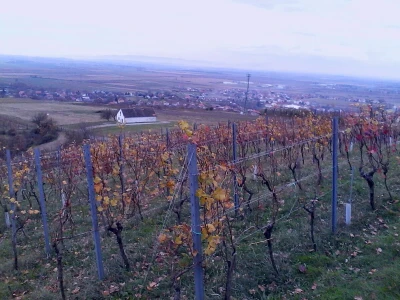 Graševina