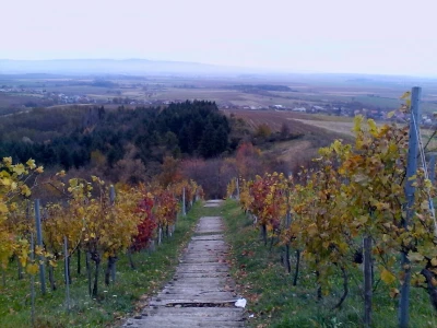 Graševina