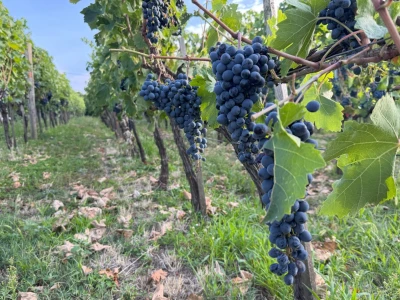 Vinarija Brzica i Hotel Vinotel