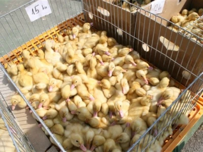 Pačići