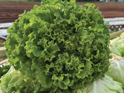Bejo Zaden sorte salata