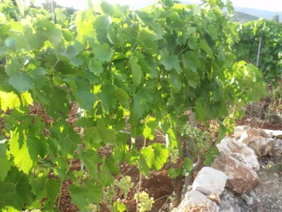 najviše uzgaja bogdanušu i plavac