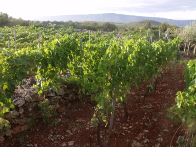Gurdulić Hvar