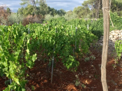 Gurdulić Hvar