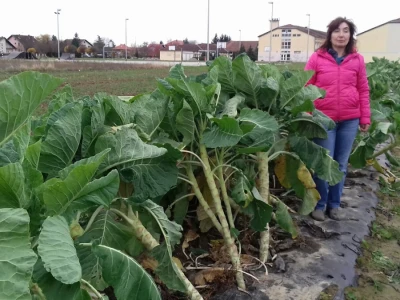 Raštika dobro podnosi hladnoću