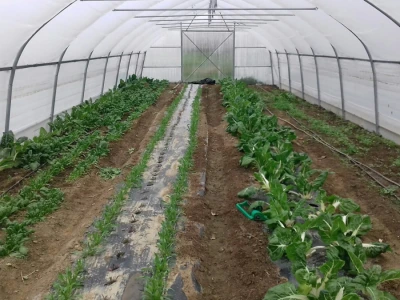 U drugom plasteniku rastu blitva, špinat i salate