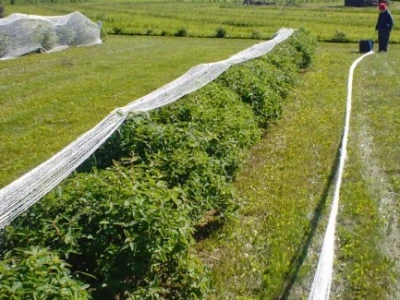 Plantaža haskapa sa zaštitom od ptica