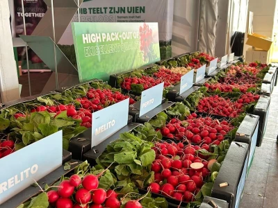 Hazera Dani otvorenih polja u Warmenhuizenu