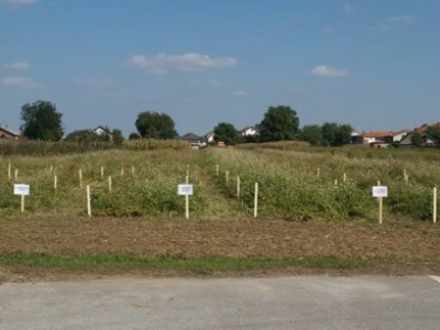 Pokusno polje heljde kod Varaždina