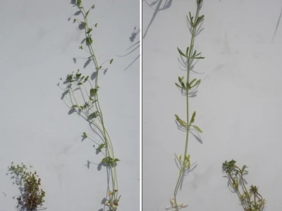 Herbicid LANCELOT 450 WG
