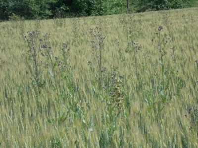 Herbicid LANCELOT 450 WG