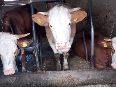 HPK - Akcijski plan mljekarstva