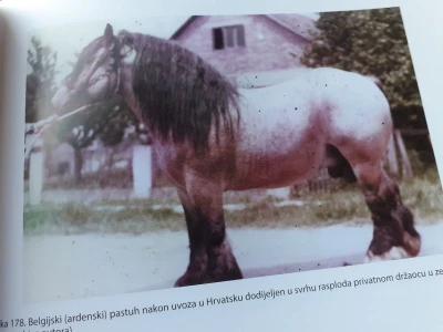 Hrvatski hladnokrvnjak