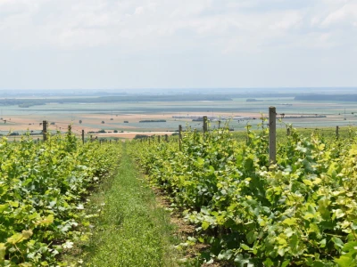 Hrvatski vinski brevijar