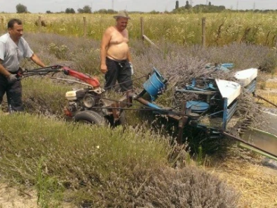 Hvarski biznis u Slavoniji