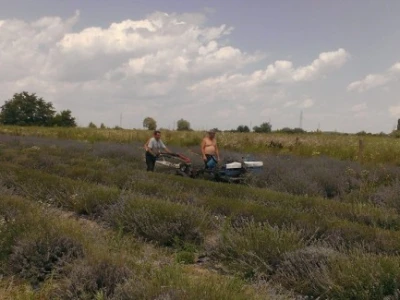 Lavanda u Antunovcu