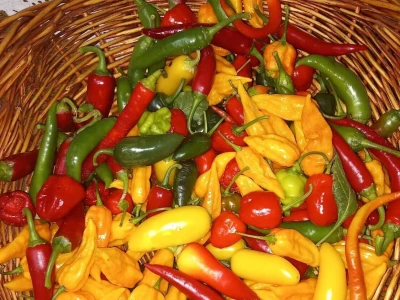 Hudi kokot