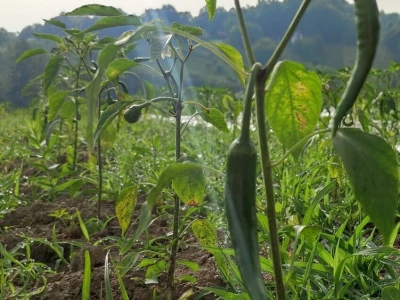 Hudi kokot