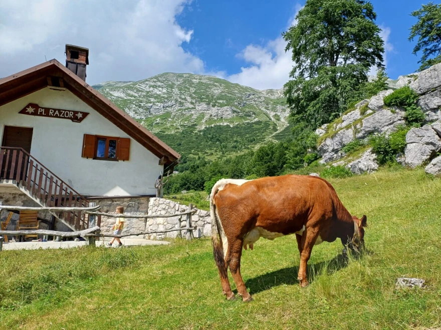 ZPP