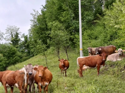 Planinsko gospodarstvo u Podmelcu Andreja Hvala