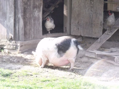 Igor Perić iz Samatovaca