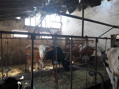 Staja sa kravama