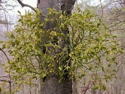 Imela