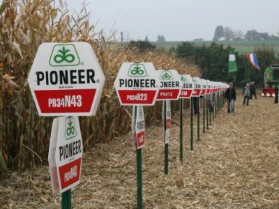 Pioneer dani polja kukuruza
