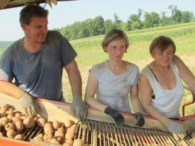 Vinko Raos vidi budućnost u navodnjavanju krumpira