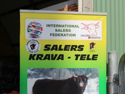 Salers goveda